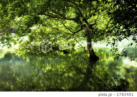 森の池 森の池 2783401