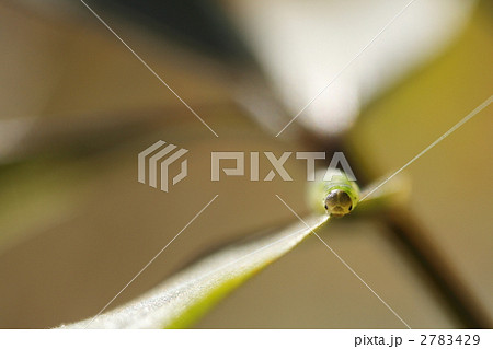 プリティ・・・ プリティ・・・ 2783429