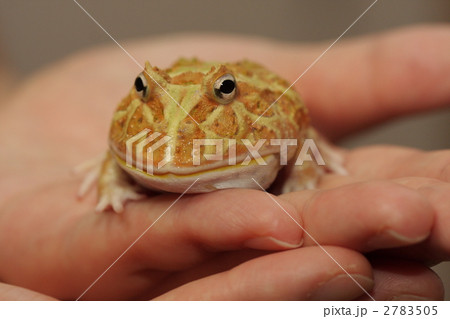 クラウンウェルツノガエル 2783505
