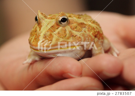 クラウンウェルツノガエル 2783507