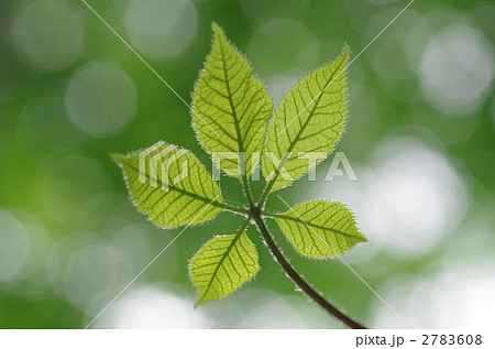 コシアブラの葉 2783608