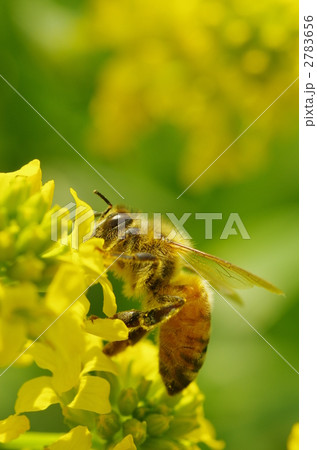 菜の花とミツバチ 菜の花とミツバチ 2783656