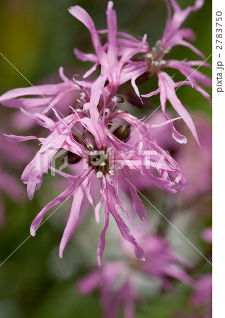 リクニス リクニス 2783750