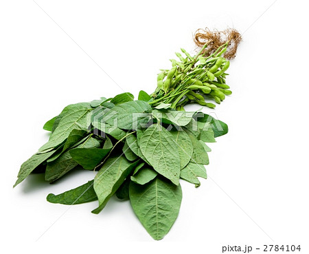 葉つき枝豆 2784104