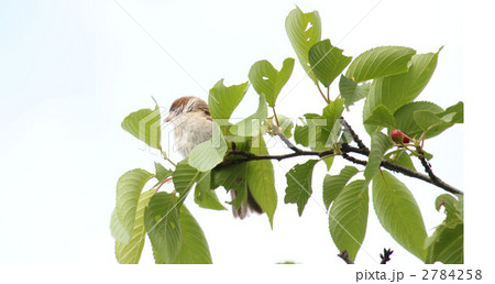 桜の若葉と雀 2784258