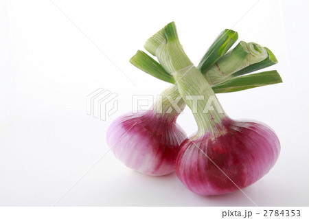 取れ立て赤タマネギ二つ 2784353