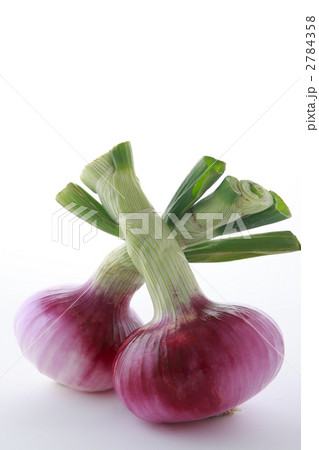 取れ立て赤タマネギ二つ 取れ立て赤タマネギ二つ 2784358