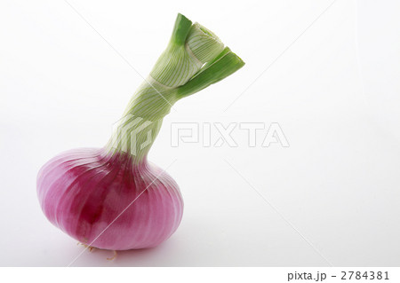取れ立て赤タマネギ 2784381