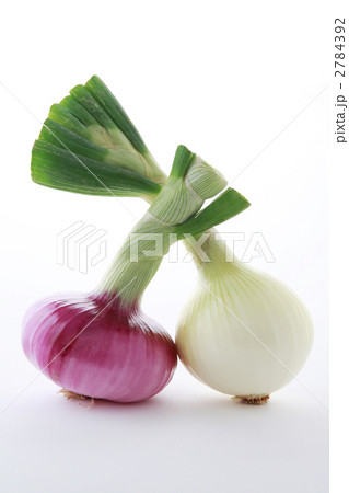 取れ立て赤タマネギと白玉葱 取れ立て赤タマネギと白玉葱 2784392