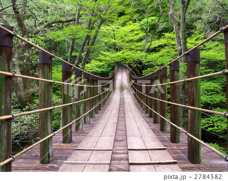 新緑の汐見吊橋 (茨城県高萩市・花貫渓谷)～横カット 2784582