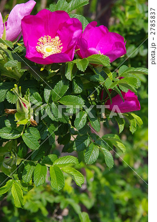 ハマナスの花　赤紫色のハマナス 2785837