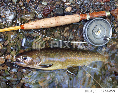 イワナ イワナ 2786059