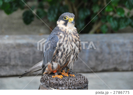 ハリスホーク 2786775