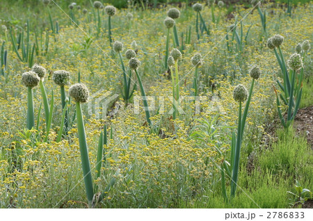 ネギボウズ ネギボウズ 2786833