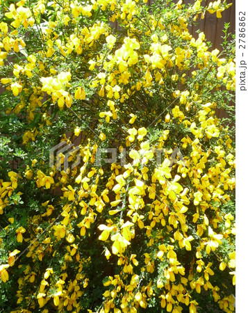 満開の黄色のエニシダ 2786862