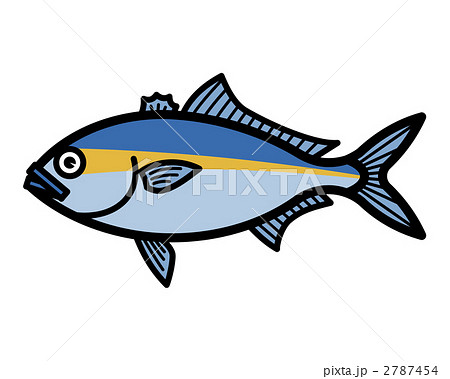 魚のイラスト 鰤 ぶり ブリのイラスト素材