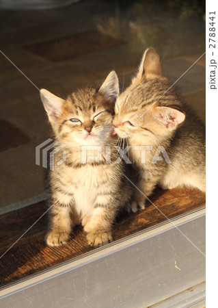 子猫の兄弟愛 2788441