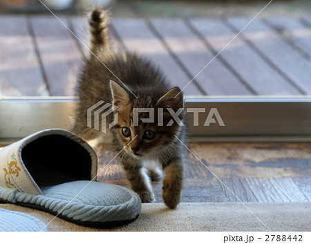 子猫の視線 2788442
