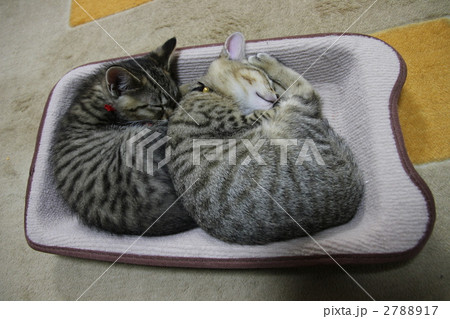 子猫の兄弟愛 子猫の兄弟愛 2788917