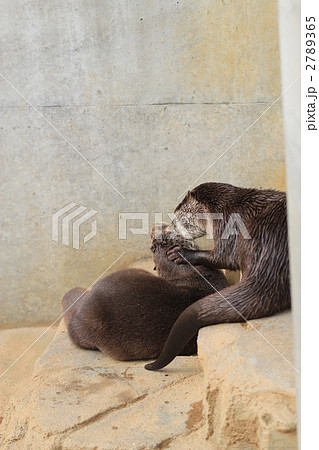 仲良しカワウソ 2789365