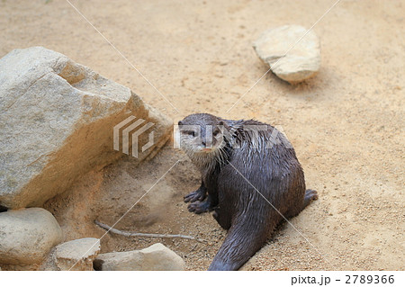 カワウソ カワウソ 2789366