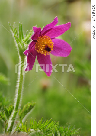 西洋翁草 2789510