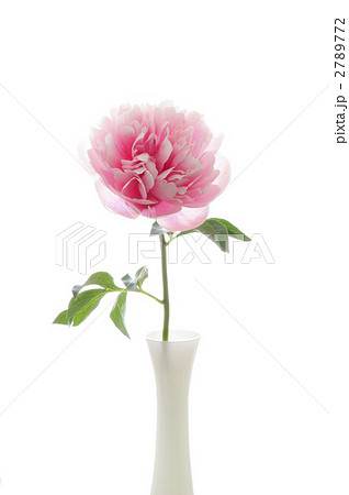 花 一輪差し 芍薬の写真素材