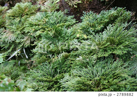 イワヒバ（５月） 005 2789882