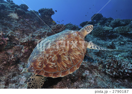 背中に乗せて連れてって 2790187