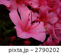 雨上がりのさつき 2790202