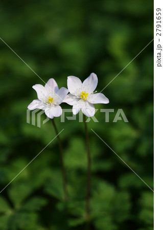 ニリンソウ ニリンソウ 2791659