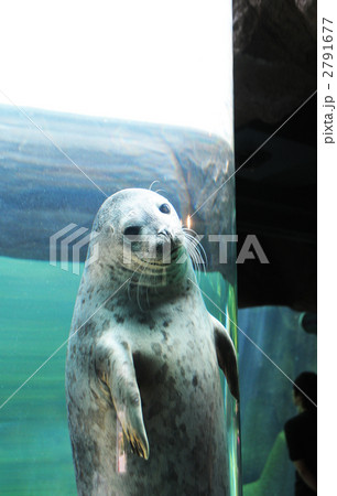 旭山動物園　アザラシ館　泳ぐゴマフアザラシ 2791677