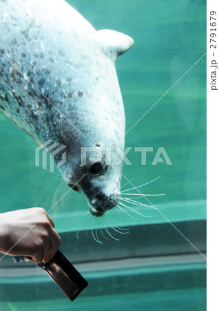 旭山動物園　アザラシ館　泳ぐゴマフアザラシ 2791679