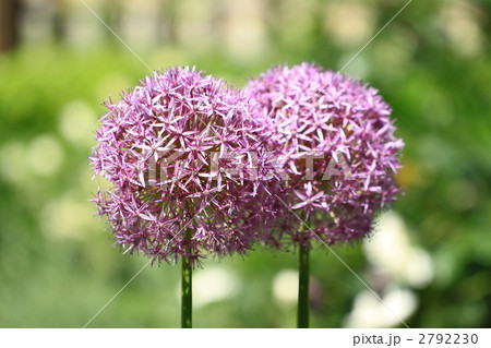 ギガンチウム 2792230