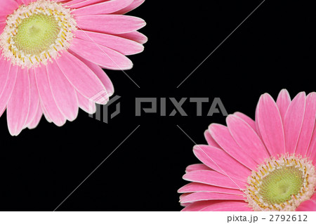 ガーベラ 2792612