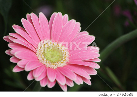 ガーベラ ガーベラ 2792639