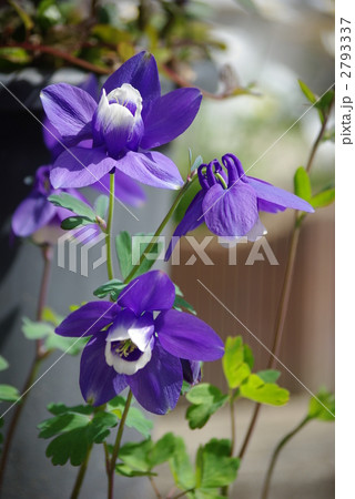 ミヤマオダマキ草の花 2793337