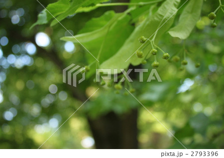 菩提樹のつぼみ 菩提樹のつぼみ 2793396