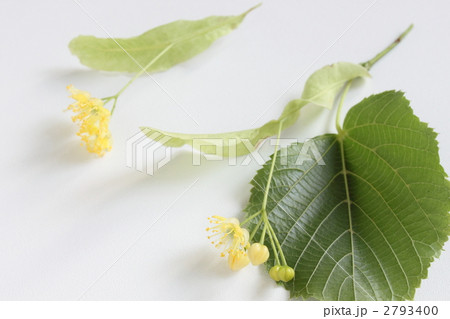 菩提樹 菩提樹 2793400