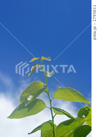 柿の葉 柿の葉 2793611