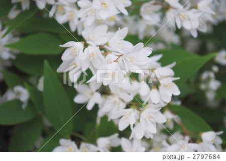 真っ白のヒメウツギ 真っ白のヒメウツギ 2797684
