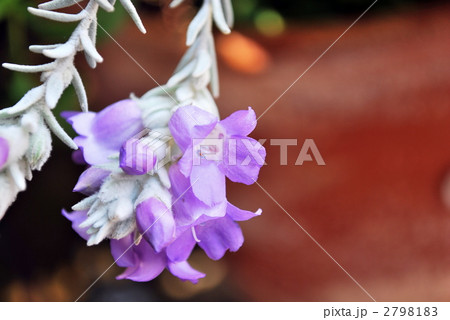 エレモフィラ・ニベアの花 エレモフィラ・ニベアの花 2798183