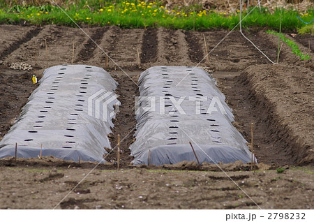 マルチシートがかけられた畝 マルチシートがかけられた畝 2798232