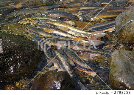 ウグイの産卵 2798258