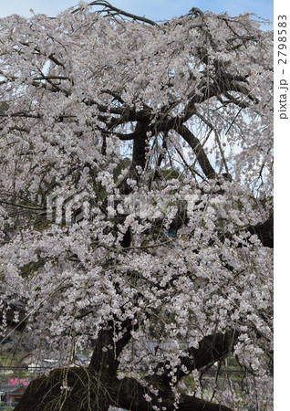 大分の桜　名所　西照寺 2798583