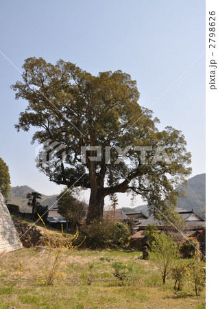 天然記念物 山蔵のイチイガシ 天然記念物 山蔵のイチイガシ 2798626
