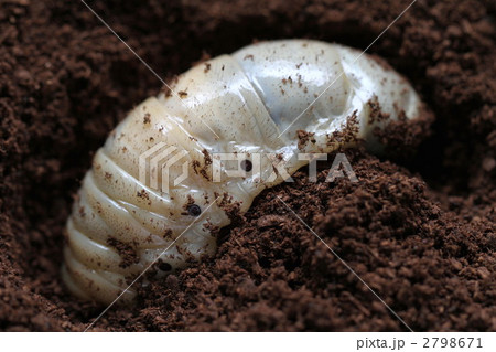 ヘラクレスの幼虫 2798671