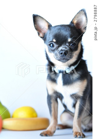 スムースコートチワワ 小型犬 チワワの写真素材
