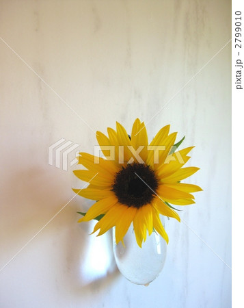 ミニ向日葵 ガラスの一輪挿し ミニ向日葵 ガラスの一輪挿し 2799010