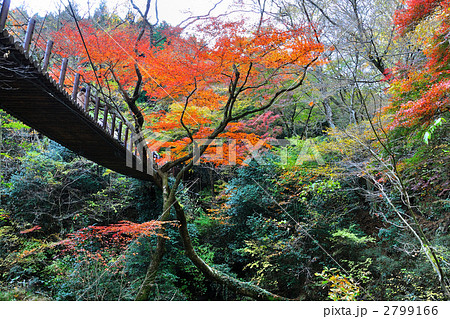 花貫渓谷の紅葉の写真素材